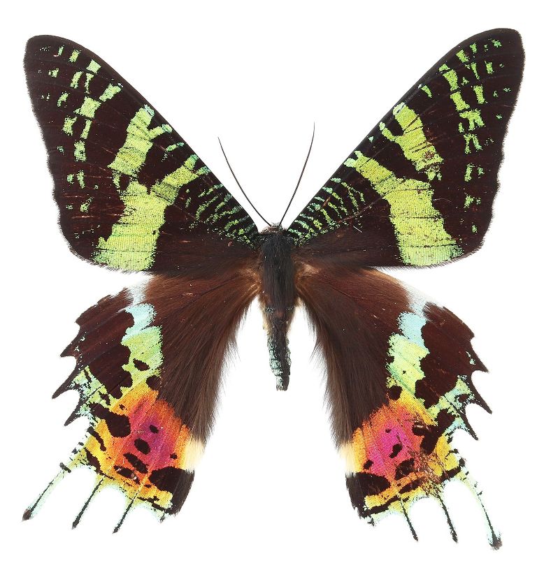 ©国立科学博物館 ©丸山宗利 ニシヤマオオツバメガ