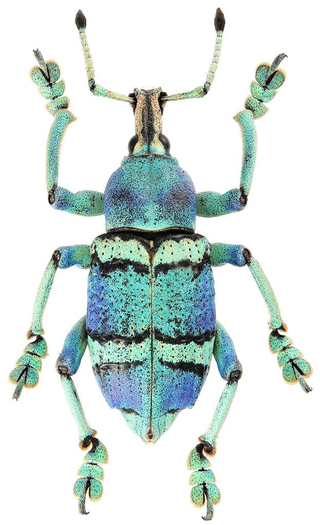 ©国立科学博物館 ©丸山宗利 ホウセキゾウムシ