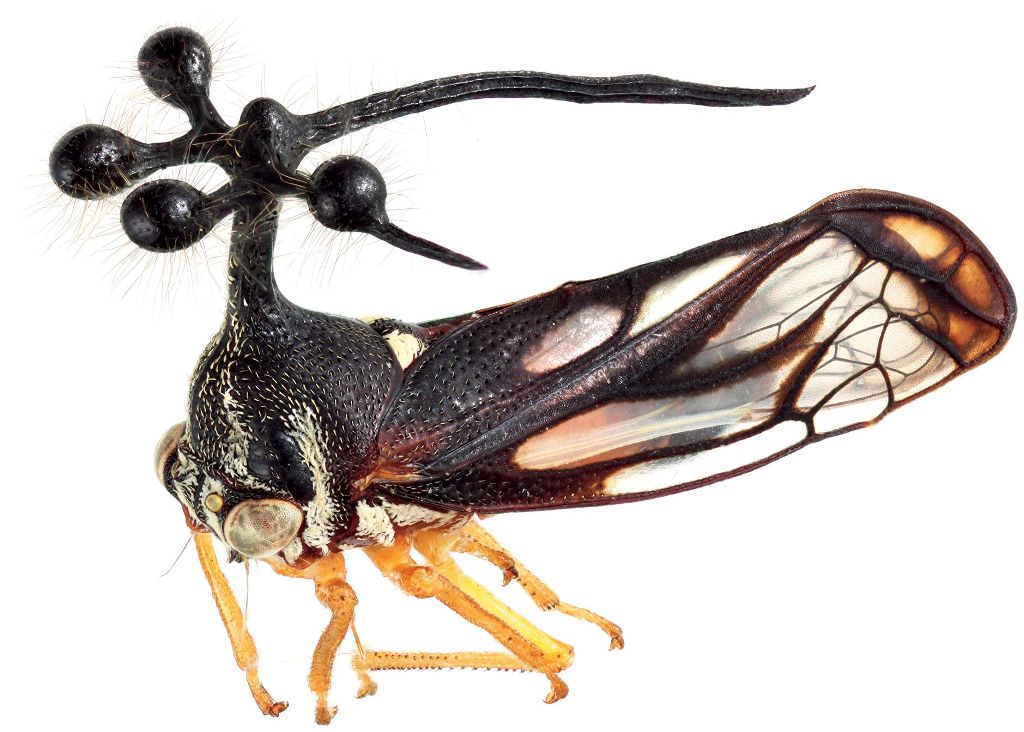 ©国立科学博物館 ©丸山宗利 ヨツコブツノゼミ