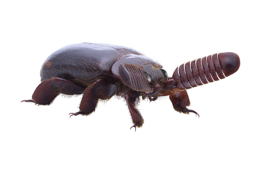 ©国立科学博物館 ヒゲブトオサムシの一種