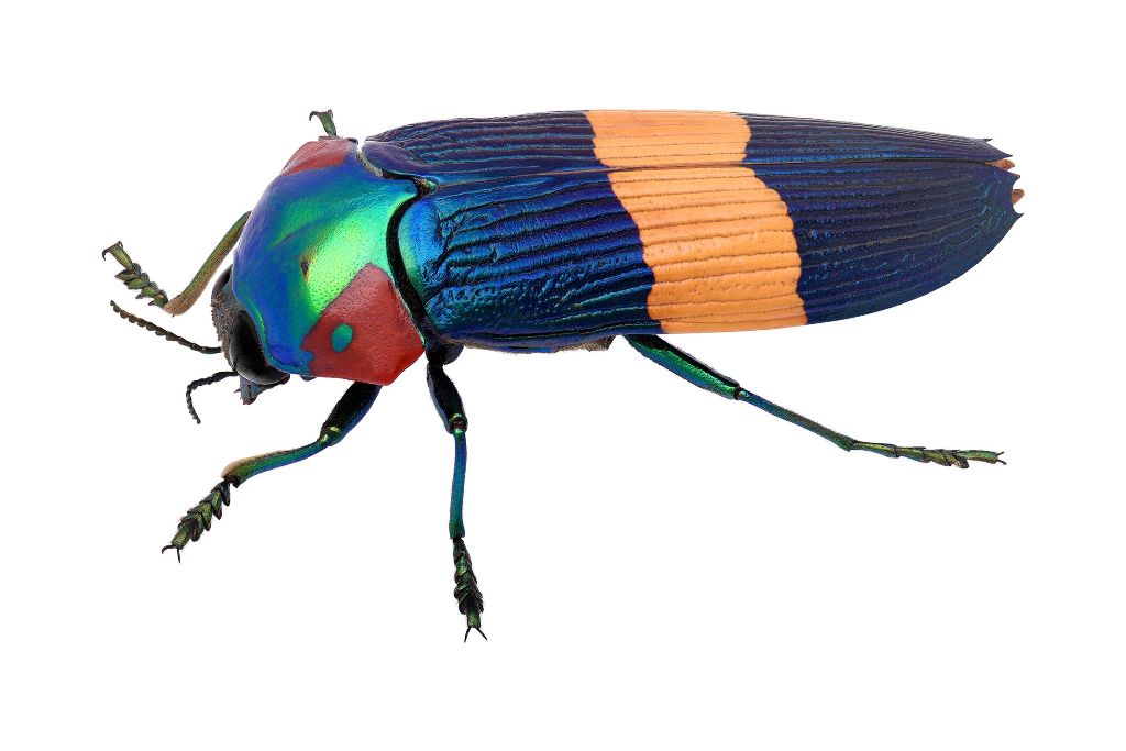 ©国立科学博物館 キオビオウサマムカシタマムシ