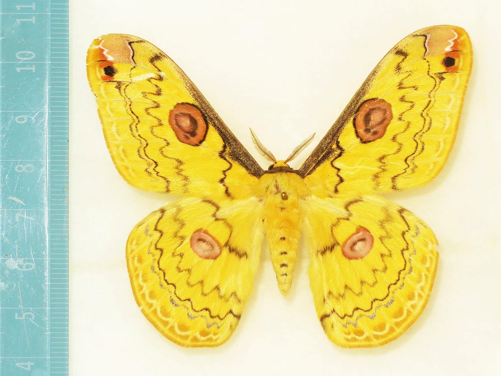 ©国立科学博物館 ハグルマヤマユユ