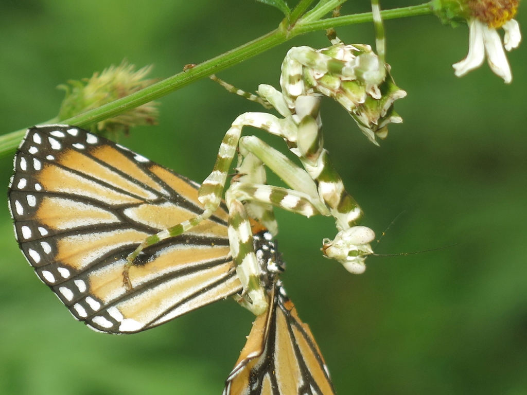 ©国立科学博物館 メダマカマキリの幼生