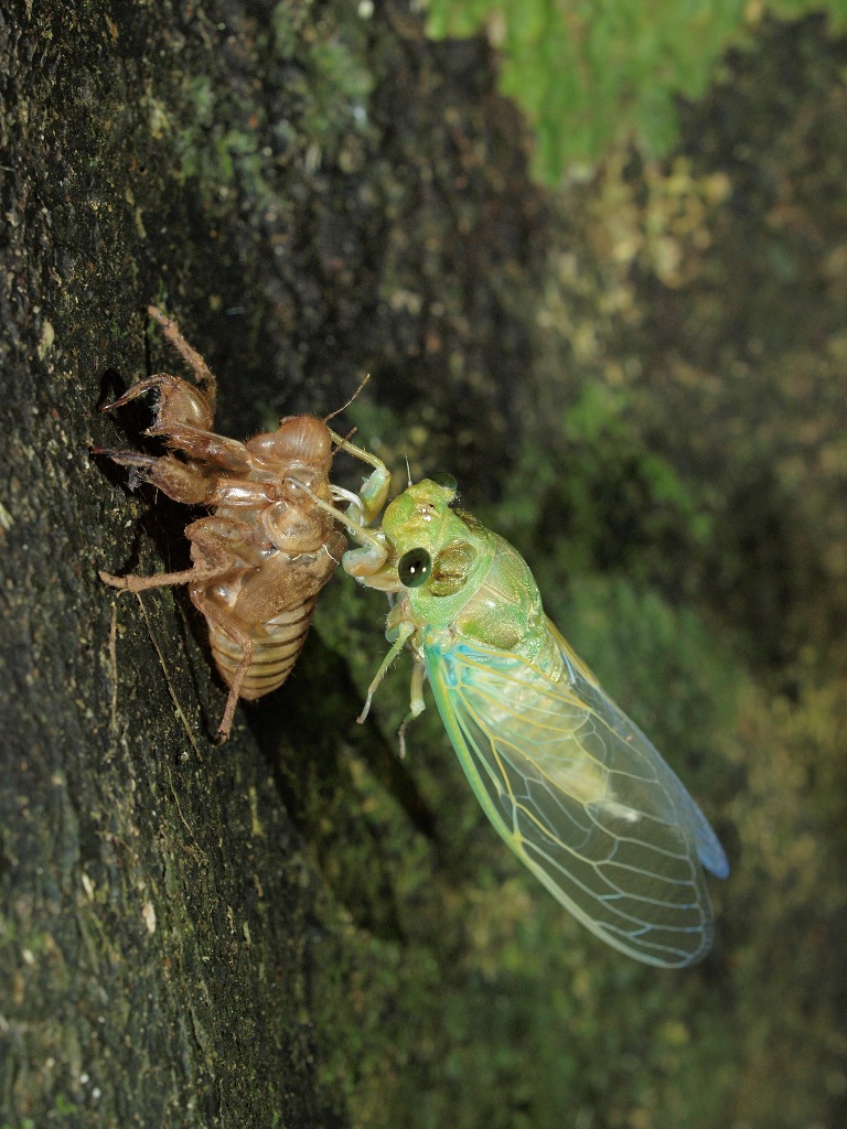 ©国立科学博物館 セミの羽化
