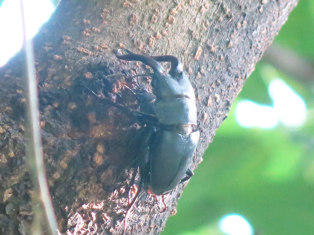 ©国立科学博物館 ノコギリクワガタ