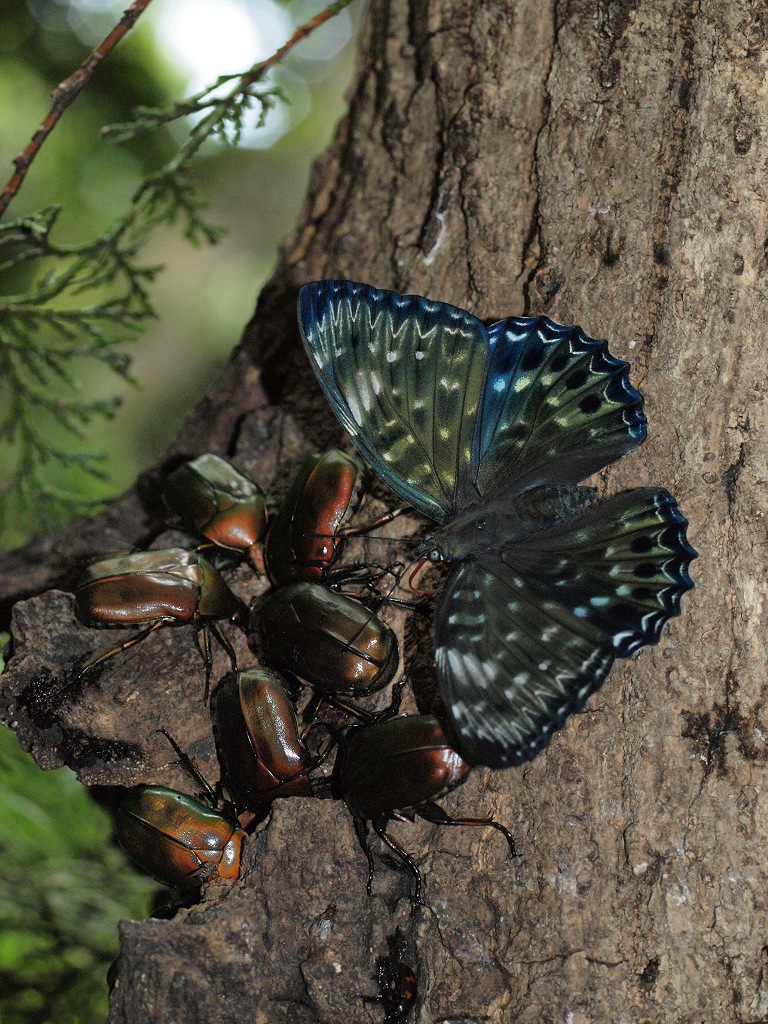 ©国立科学博物館 樹液に集まる昆虫