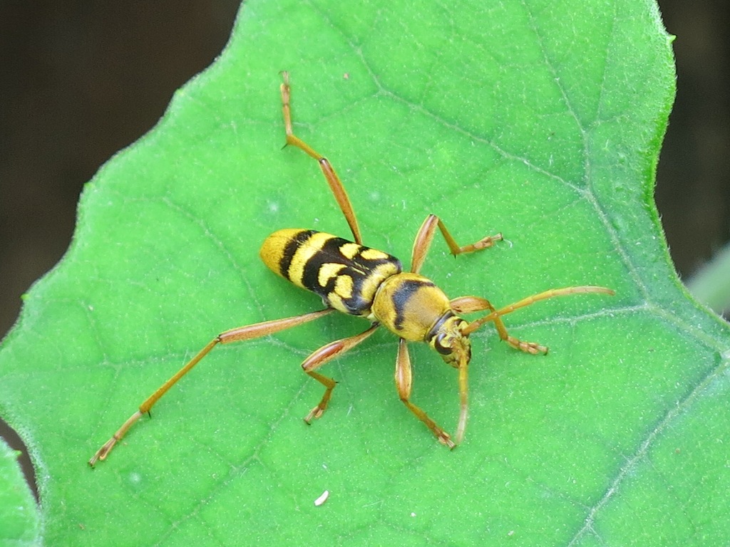©国立科学博物館 ヨツスジトラカミキリ