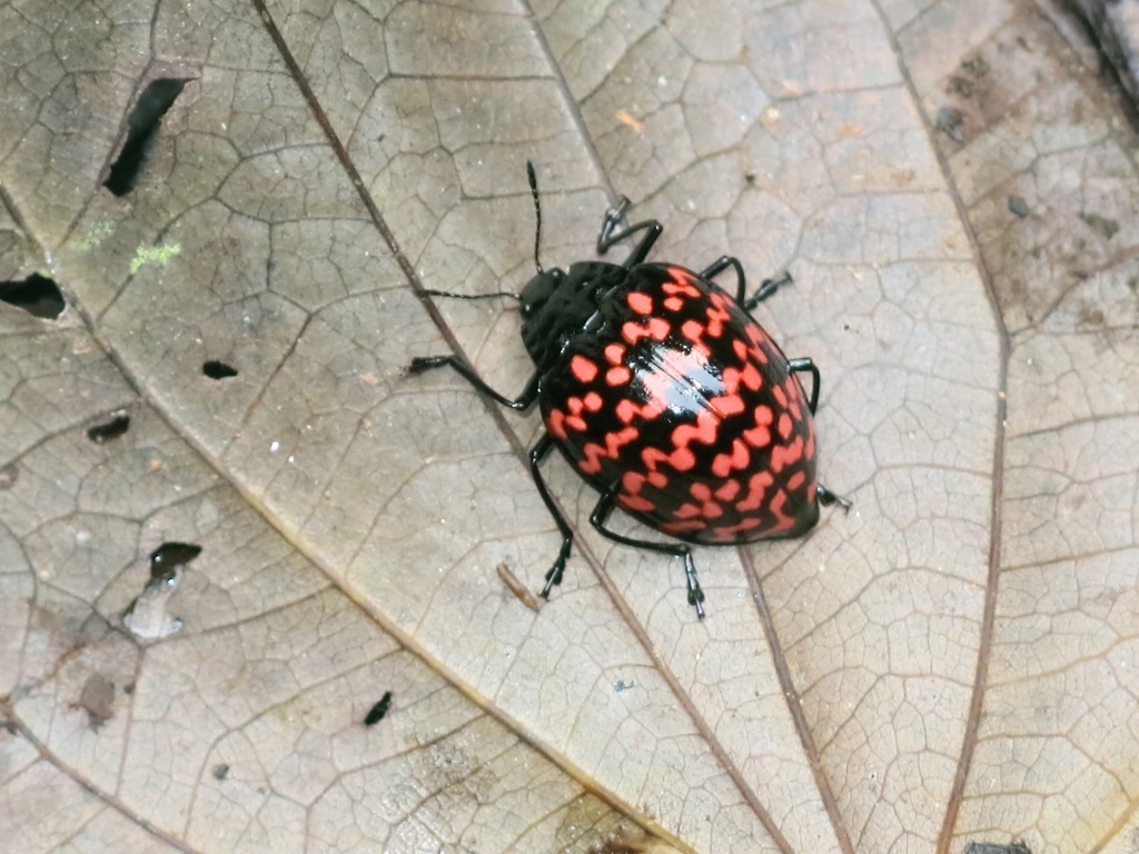 ©国立科学博物館 オオキノコムシの一種
