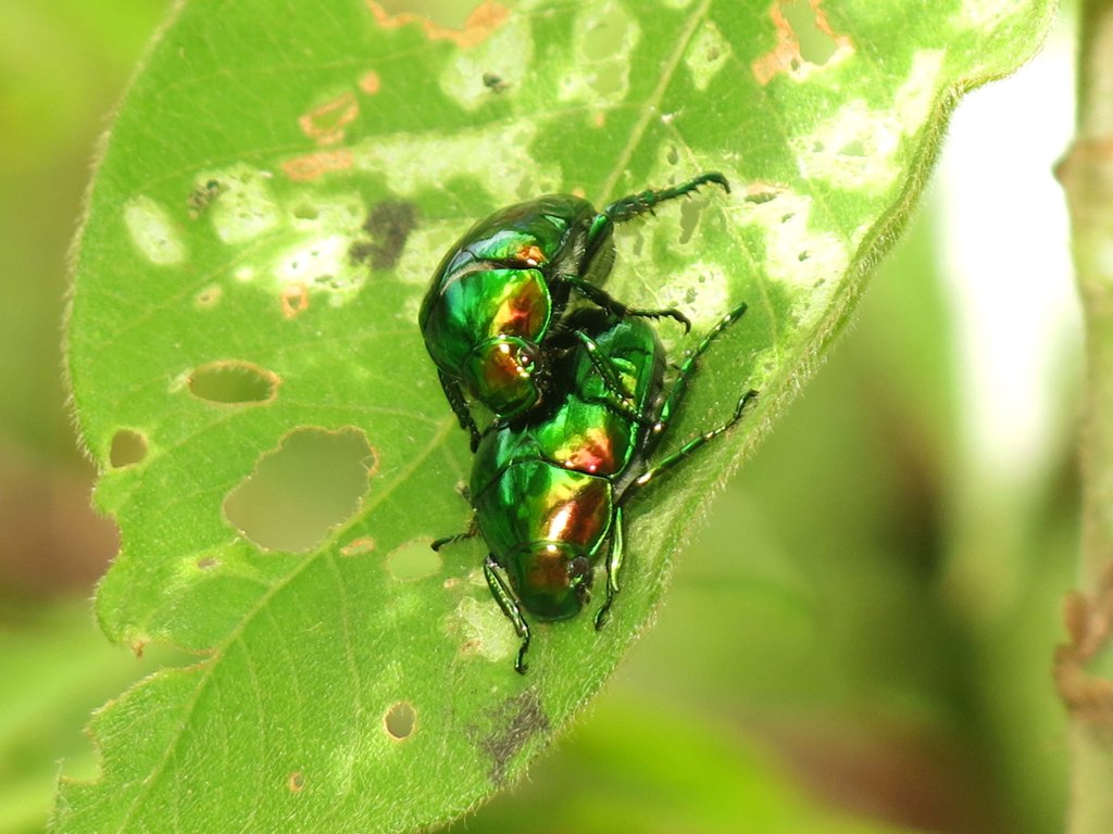 ©国立科学博物館 コガネムシの一種