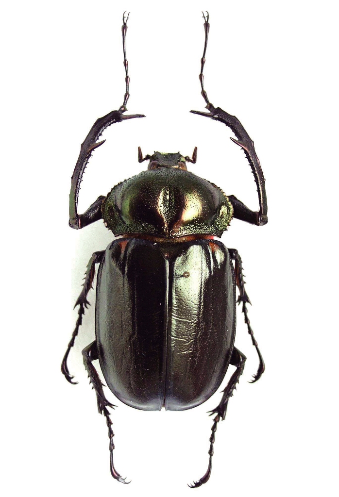 ©国立科学博物館 ヤンバルテナガコガネ(ホロタイプ標本)