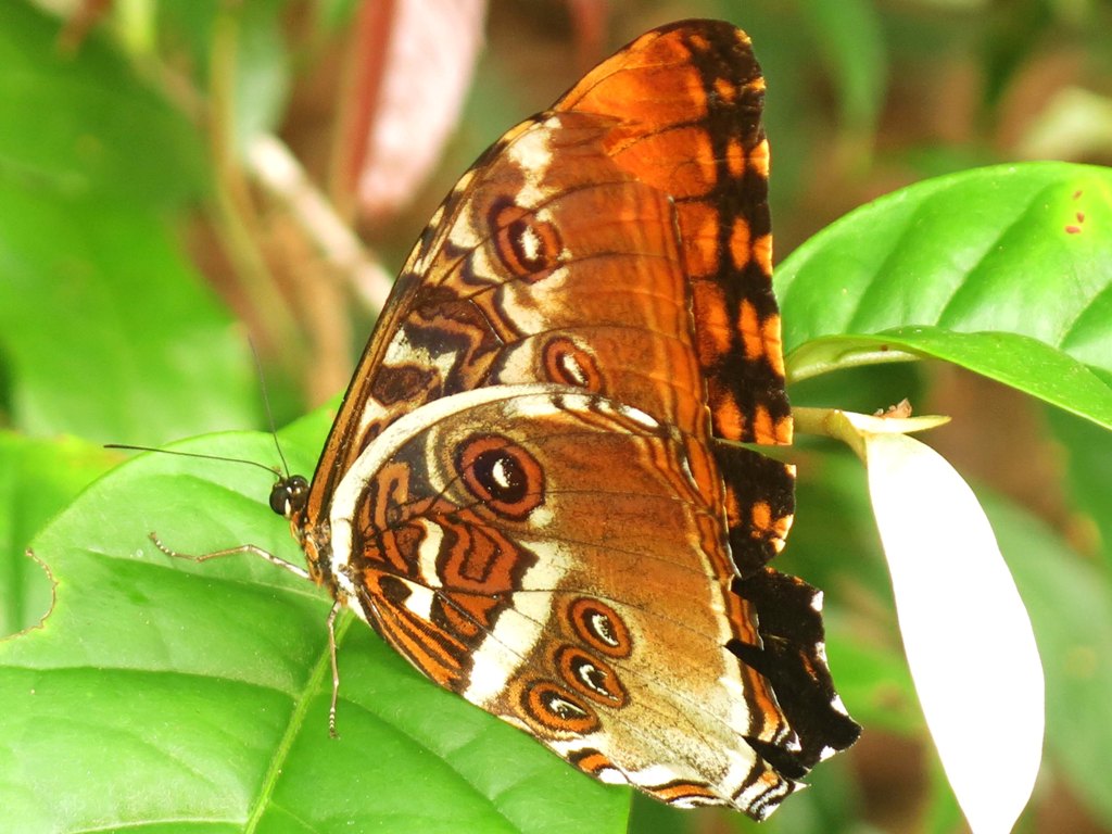 ©国立科学博物館 タイヨウモルフォ