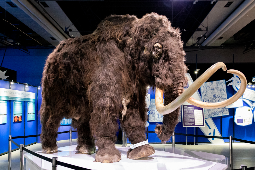 企画展『マンモス展—その「生命」は蘇るのか』