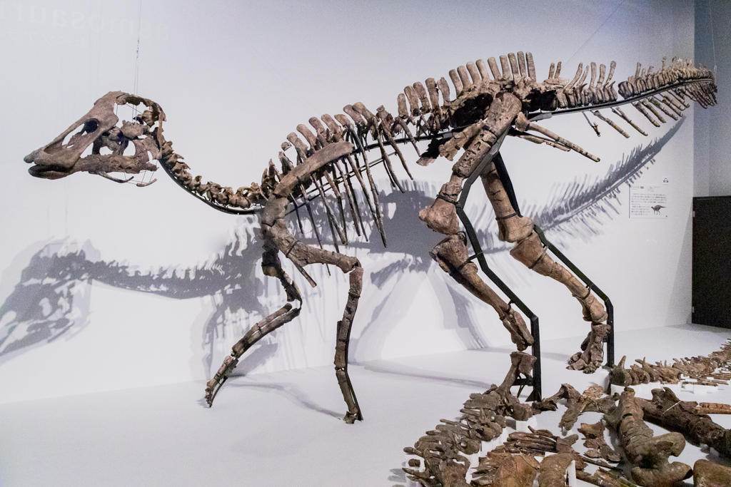 国立科学博物館 特別展『恐竜博 2019』
