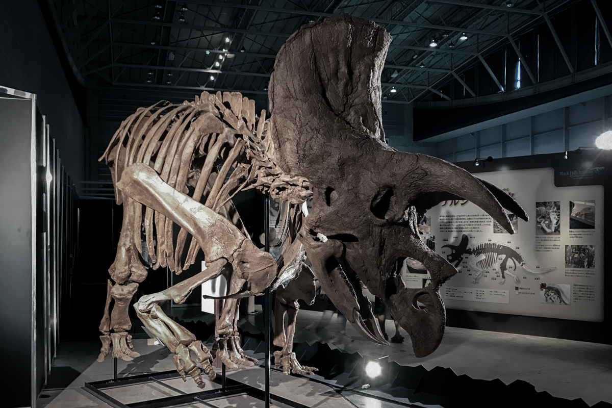恐竜展『ヨコハマ恐竜展2020〜五大陸の恐竜、上陸！〜』