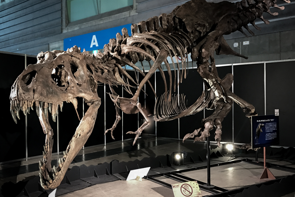恐竜展『ヨコハマ恐竜展2020〜五大陸の恐竜、上陸！〜』