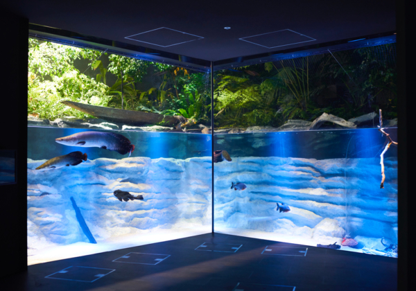 カワスイ 川崎水族館