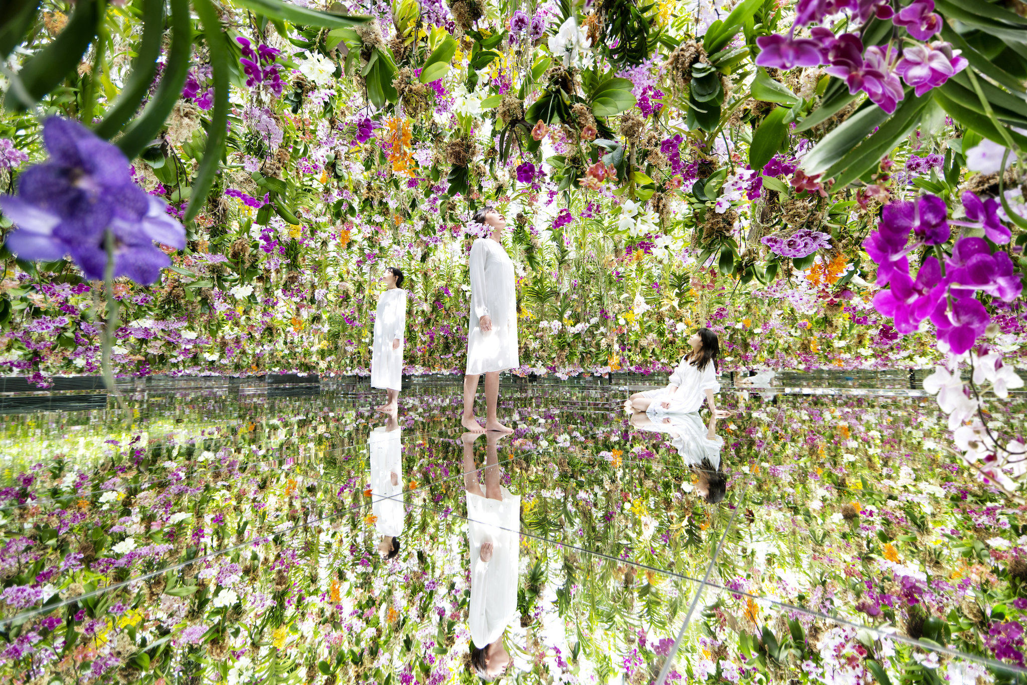 チームラボプラネッツの新エリアが7月2日にオープン—苔庭・13,000株超のランとデジタルアートが融合した大型庭園作品が誕生