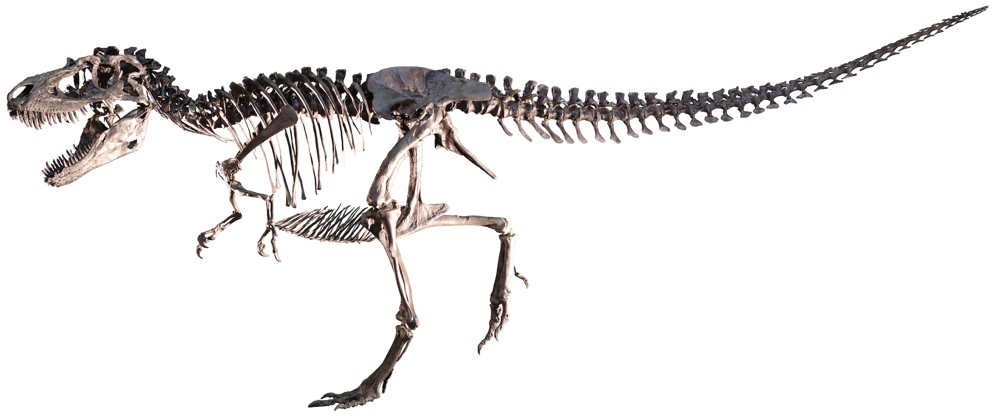 DinoScience 恐竜科学博～ララミディア大陸の恐竜物語～