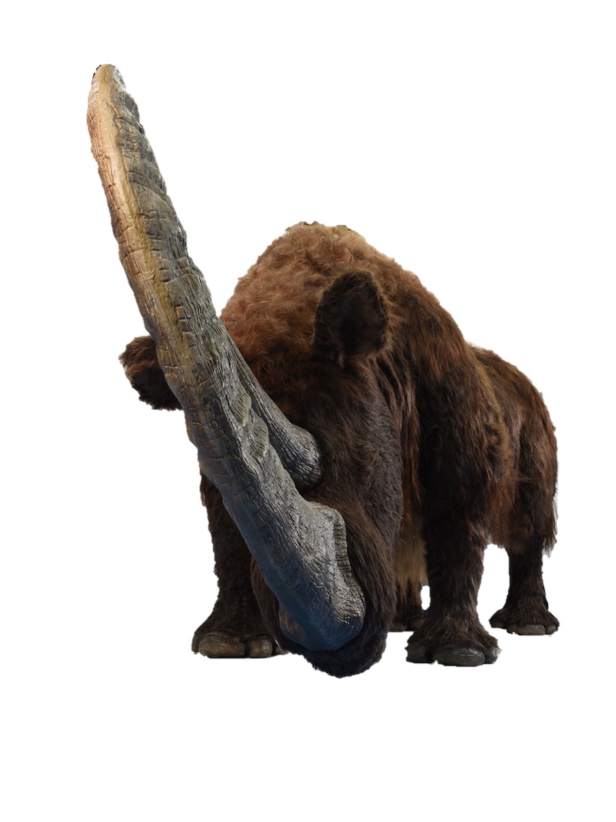 特別展『化石ハンター展 〜ゴビ砂漠の恐竜とヒマラヤの超大型獣〜』7月より開催—チベットケサイ復元標本・モデルを世界初公開