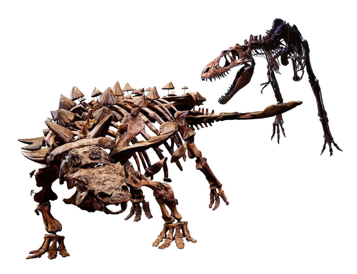 特別展「恐竜博2023」が来年3月より国立科学博物館で開催—今回の主役はトゲトゲの鎧竜“ズール”！全身実物化石を日本国初公開
