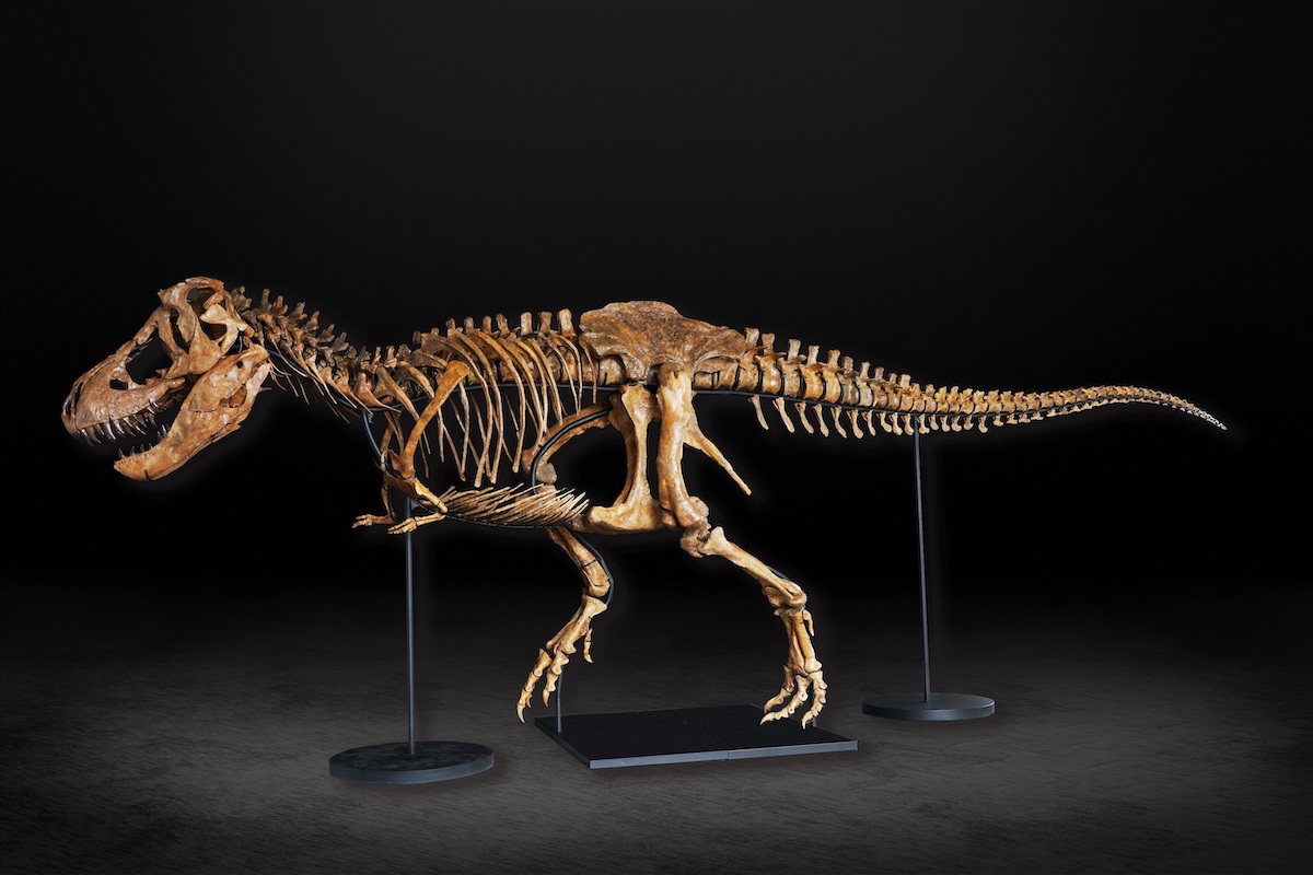 ティラノサウルス“タイソン”全身骨格が特別展「恐竜博2023」で世界初公開へ—最重要級！新標本を観察できる貴重なチャンス
