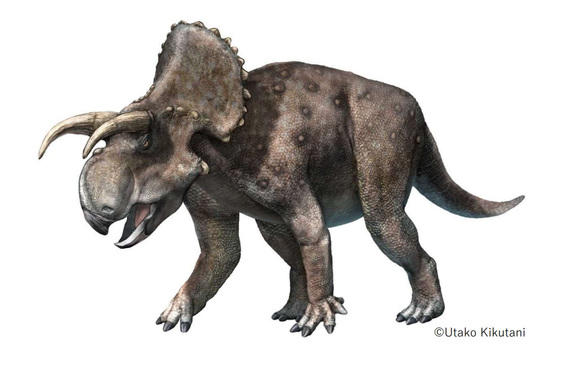 Furcatoceratops elucidans｜フルカトケラトプス・エルキダンス