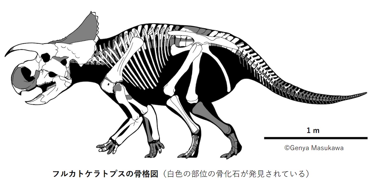 フルカトケラトプス・エルキダンス