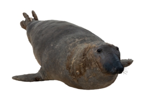 特別展「大哺乳類展3」2024年3月より開催 — 今回のテーマは分類と系統