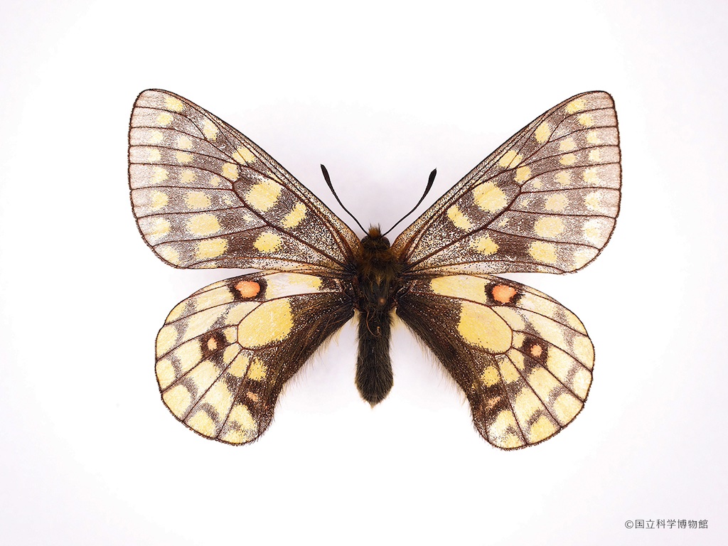 特別展「昆虫 MANIAC」が7月より国立科学博物館で開催—超マニアックにパワーアップ、虫たちのまだ見ぬ多様性の世界へ｜サピエンストゥデイ