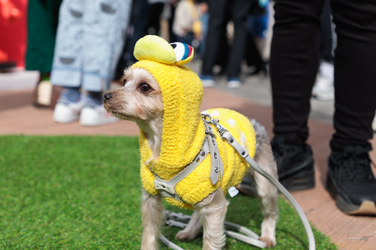 Sesame Street Market Fes|セサミストリートマーケットフェス