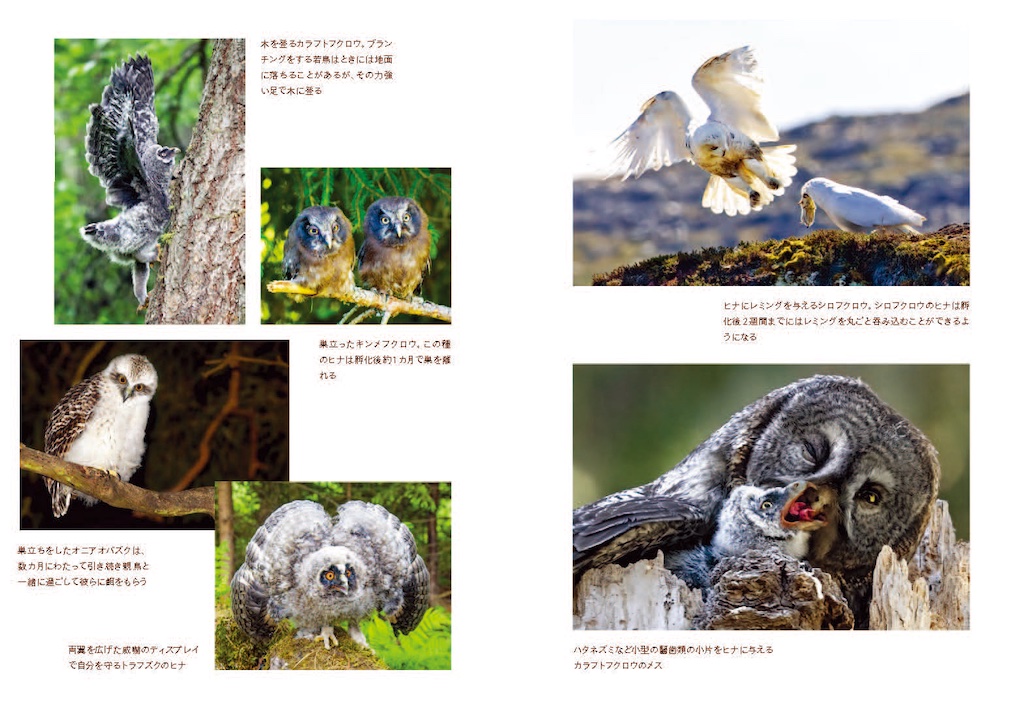 What an Owl Knows: The New Science of the World's Most Enigmatic Birds｜フクロウ 地球上で最も謎めいた鳥の科学