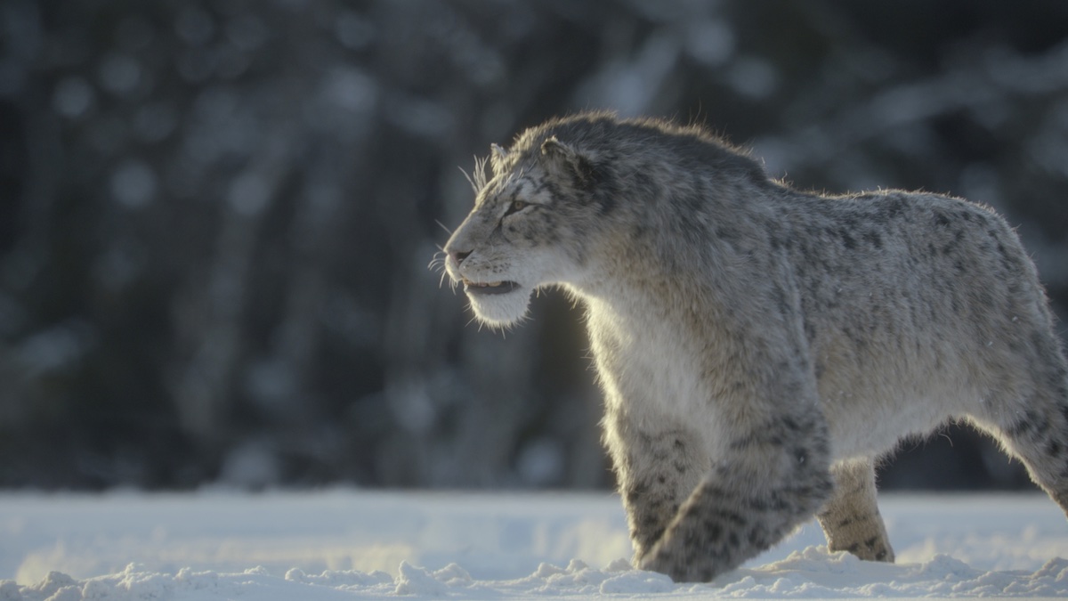 Prehistoric Planet: Ice Age｜太古の地球から～氷河時代の動物たち