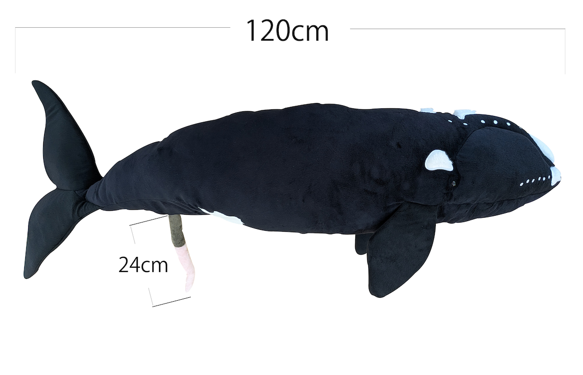 セミクジラぬいぐるみ